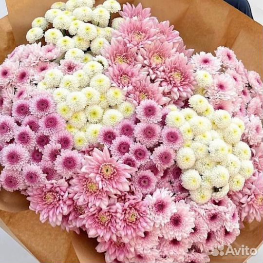 Куст. хризантема с беспл. доставкой