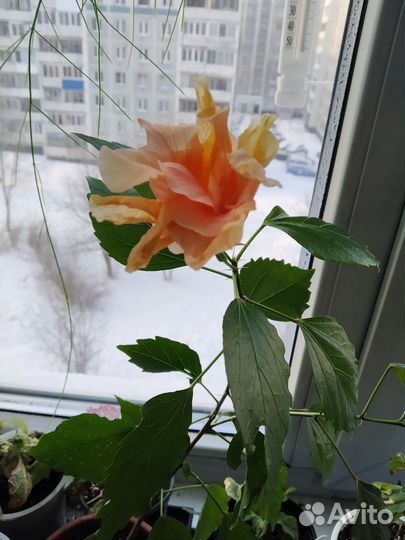 Сортовые гибискусы