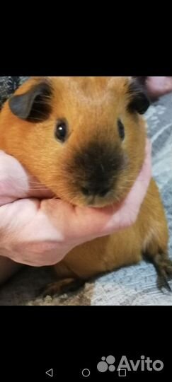 Морские свинки