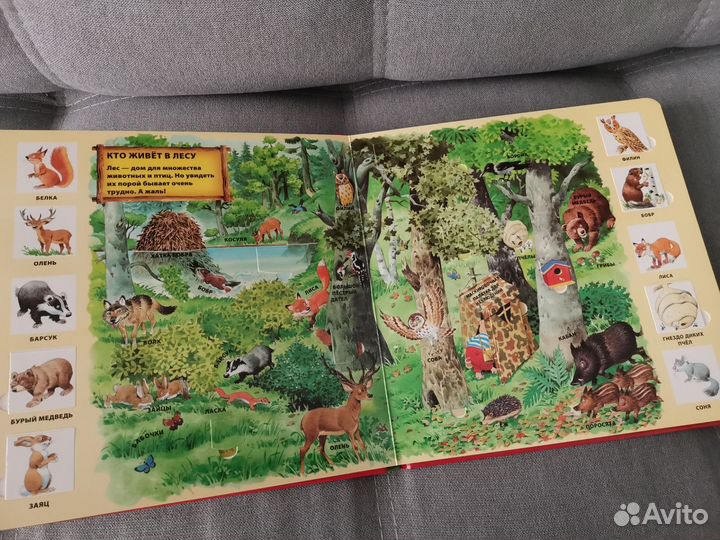 Книга с окошками В лесу, Тони Вульф