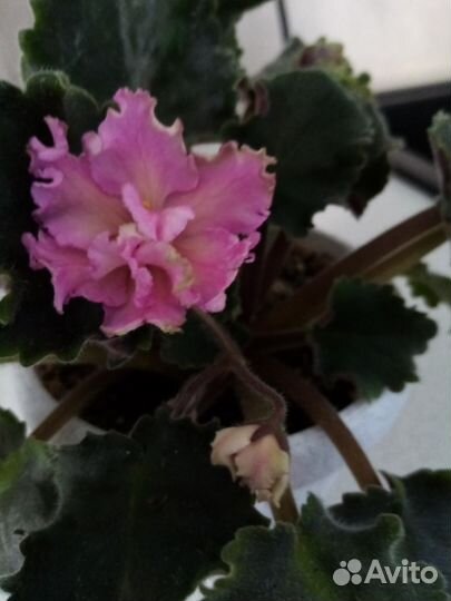 Листики сортовых фиалок