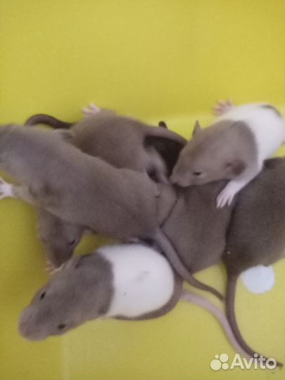 Крысята дамбо, доставка бесплатно