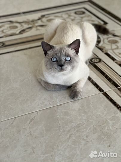 Шотландский котик. Вязка