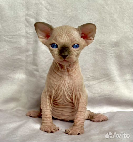 Великолепный мальчик