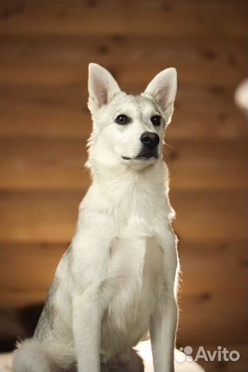 Лютоволк - белый щенок, метис хаски в добрые руки