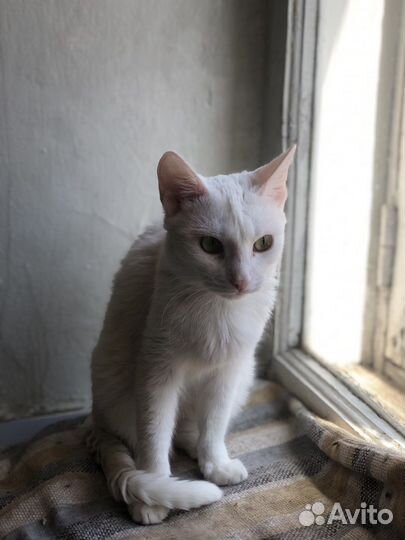 Подарите Белочке Дом