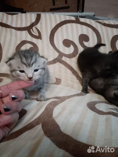 Шотландская