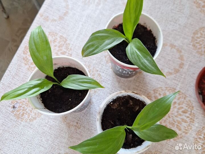 Нефролепсис, спатифилум