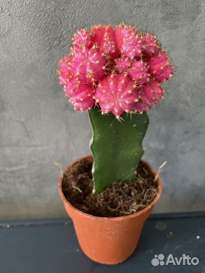 Суккуленты цветы растения