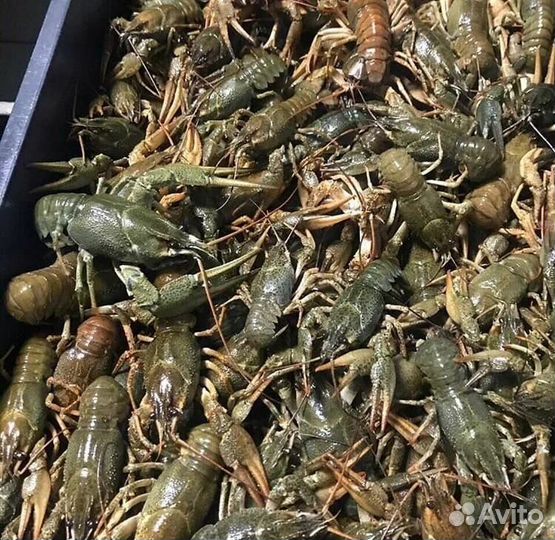 Раки живые-вареные 18/20 шт./кг