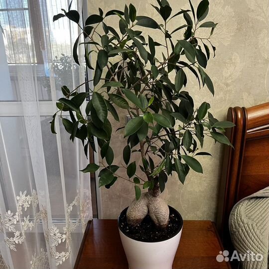 Домашние цветы