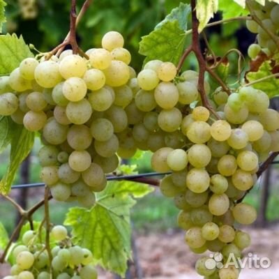Саженцы Винограда сорт Супага