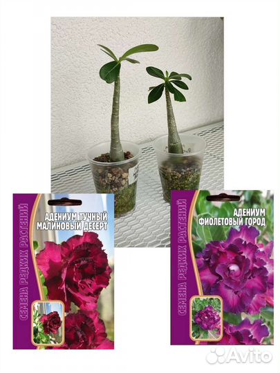 Домашний цветок Адениум