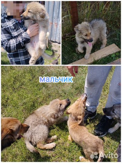 Щеночки в приюте