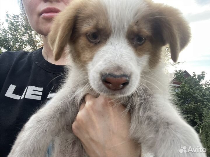 Собаки бесплатно