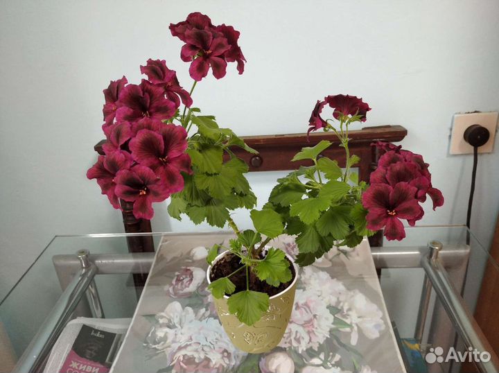 Герань королевская и ампельная