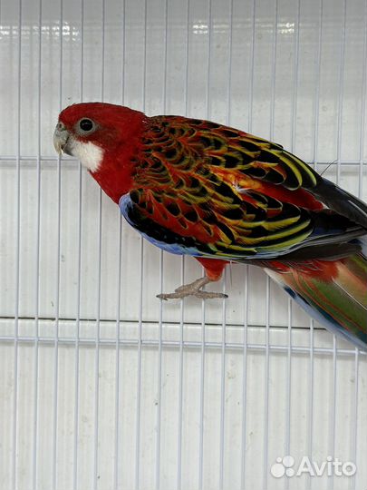 Попугай розелла