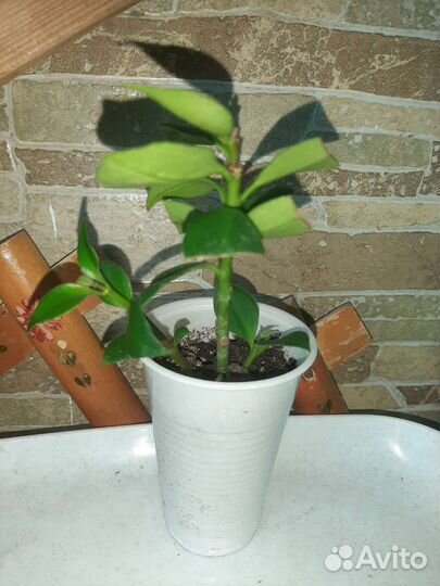 Комнатные домашние растения