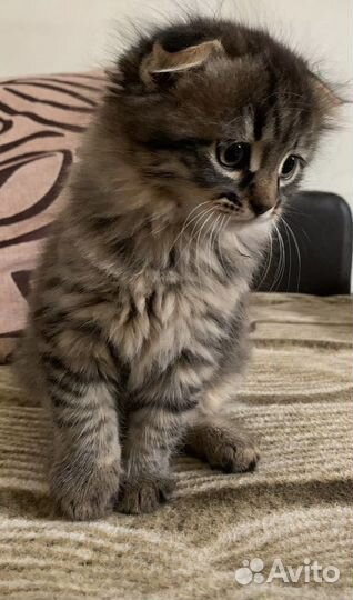 Котята в добрые руки бесплатно