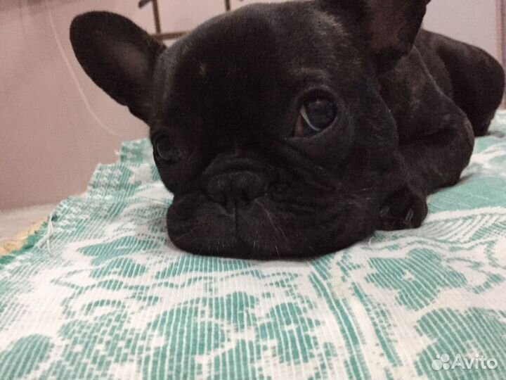 Отдам в добрые руки