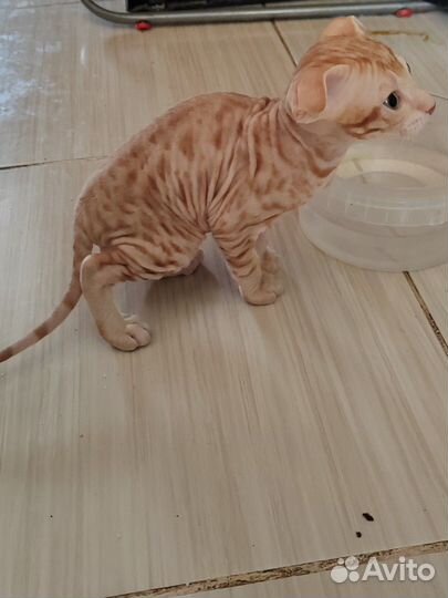 Продаются сфинксики