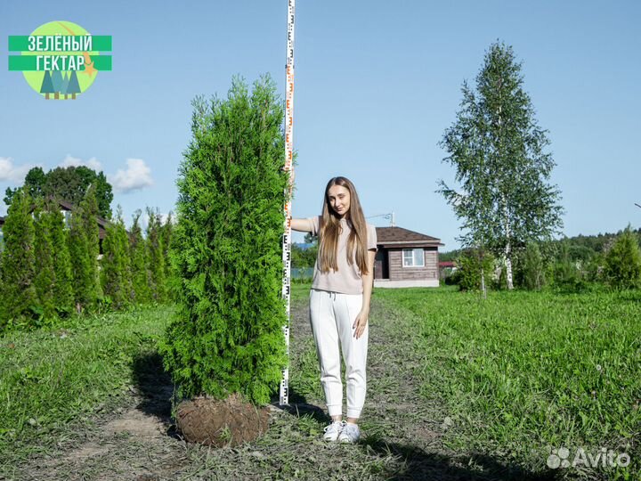 Туи колумна 200 см свежая копка 2023