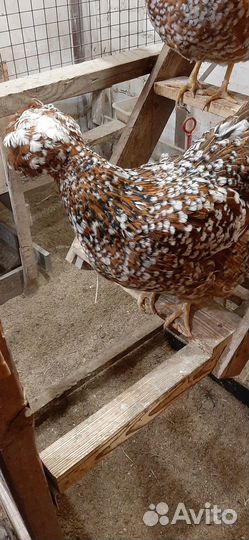 Петухи русской хохлатой и барковской