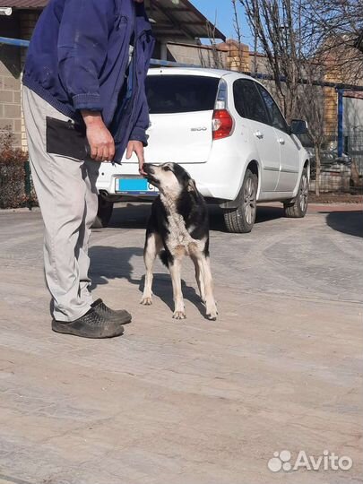 Собака в добрые руки