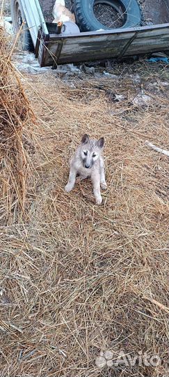Собаки щенки Западно-Сибирской лайки