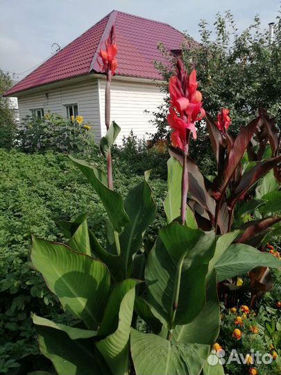 Цветы канны