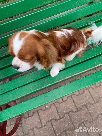 Кавалер кинг чарльз спаниель