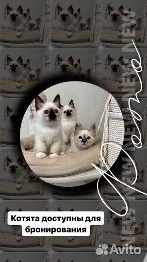 Котята священная бирма