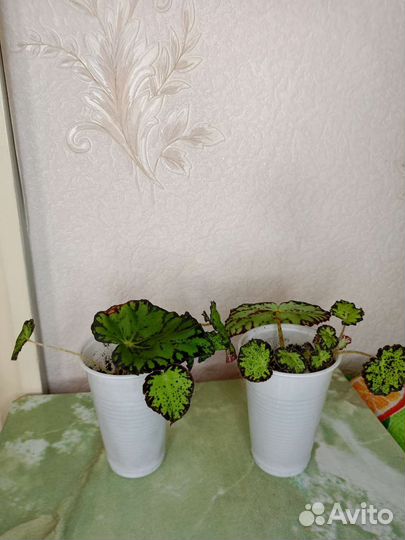 Комнатные растения