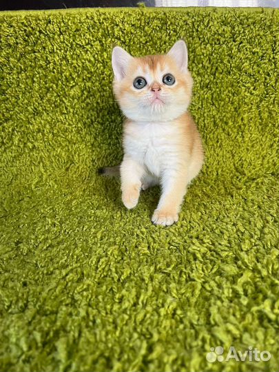 Золотые дети