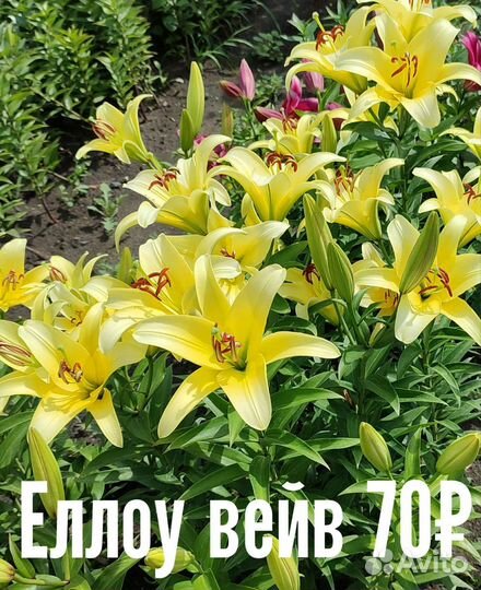 Цветы лилии, луковицы