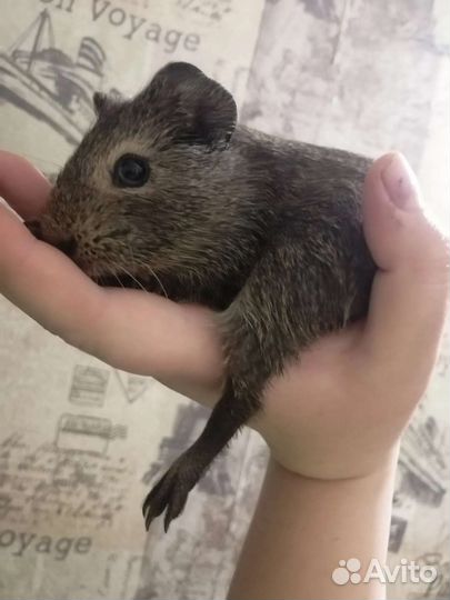 Морские свинки