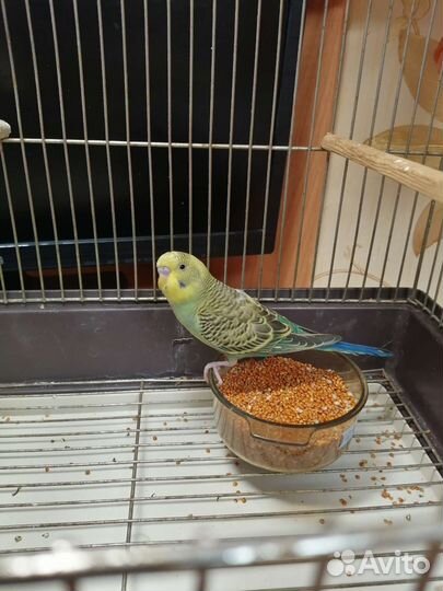 Волнистый попугай самец