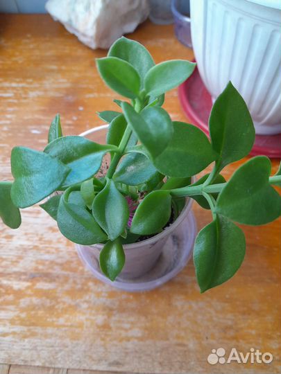 Комнатные цветы