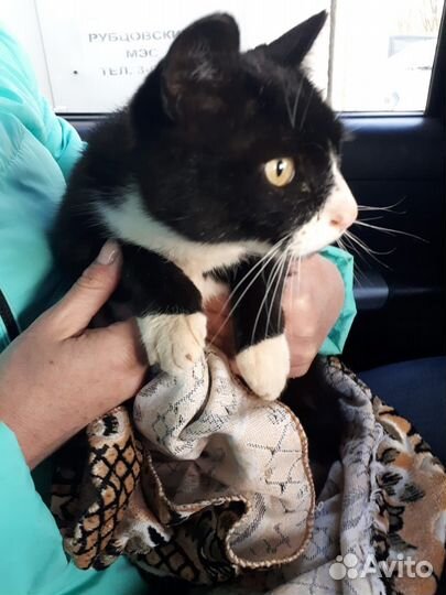 Котик Мусик