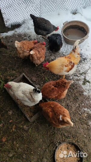 Куры несушки и петух