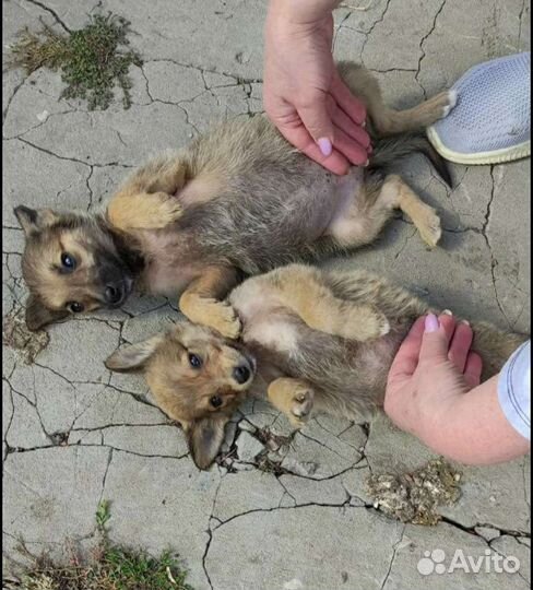 Девочки припевочки