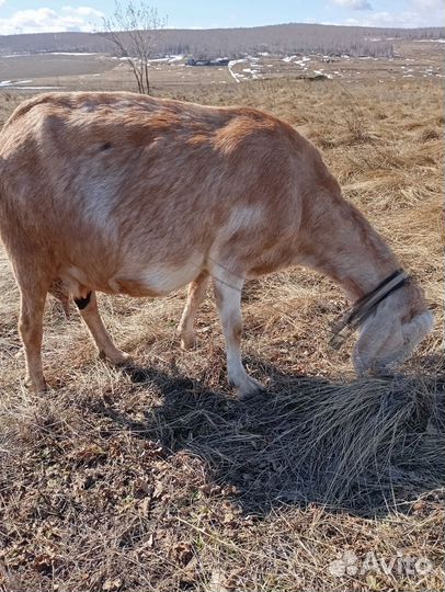 Нубийские козы камори