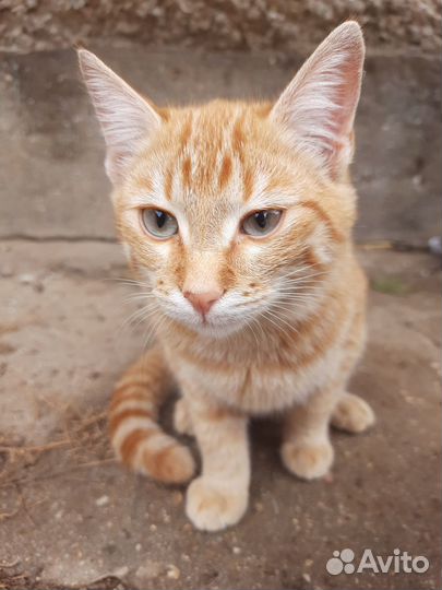 Котята бесплатно