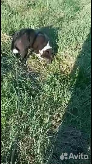 Русско европейская лайка