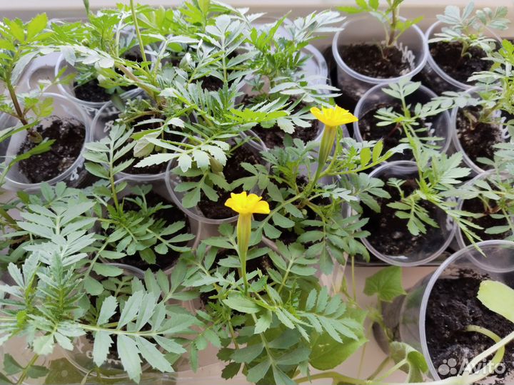 Рассада бархатцы в стаканчиках