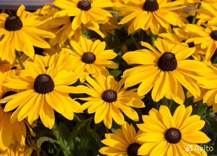 Многолетник Рудбекия