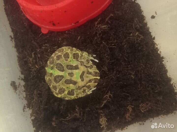 Жаба рогатка