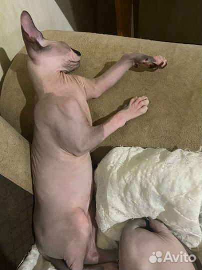 Сфинкс мальчик