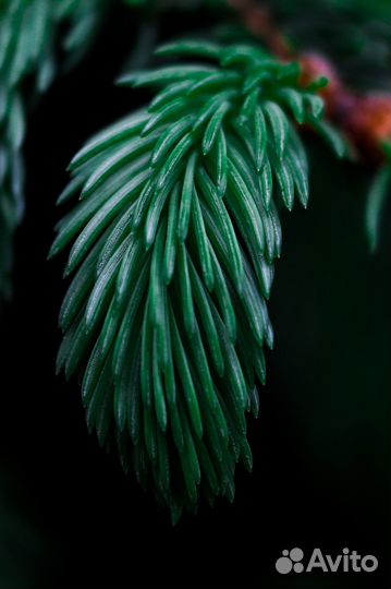 Зеркальный фотоаппарат canon eos 200d