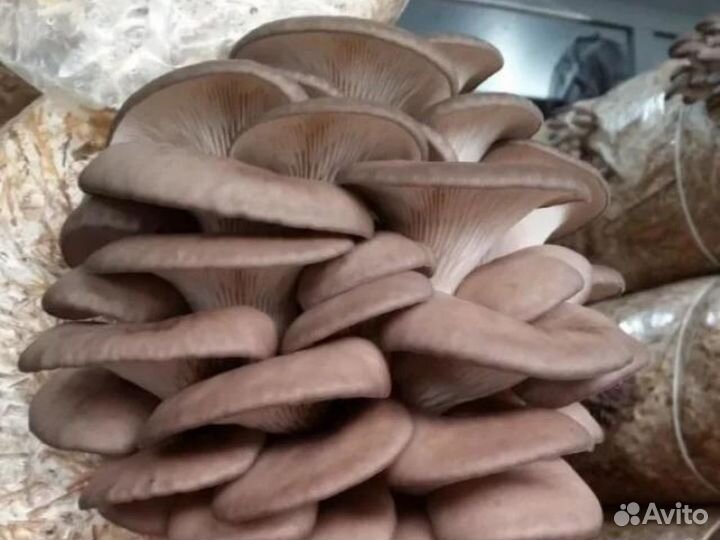 Инвестиции в готовый бизнес